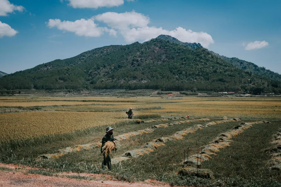 Kho gạo của Nhà Nấm